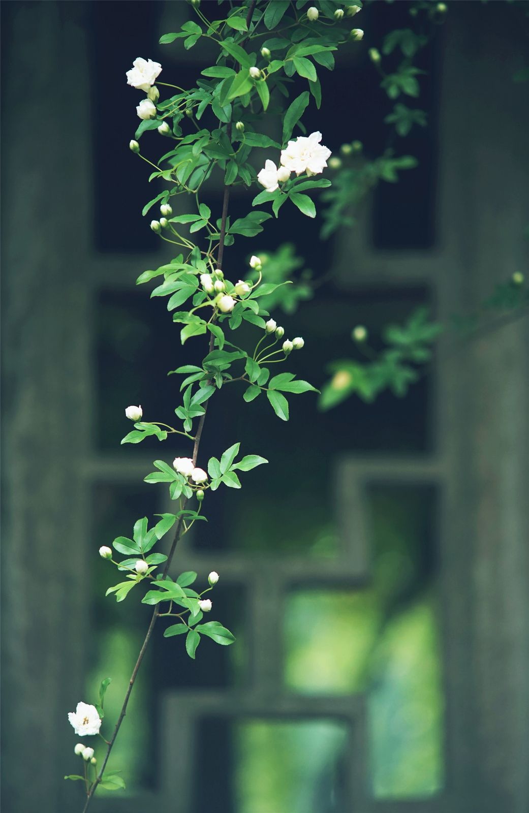 關于植樹節(jié)的溫馨祝福語