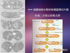 微生物,基礎知識,培訓,衛(wèi)生學