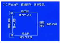 中醫(yī)基礎(chǔ)知識(shí)腎的生理功能