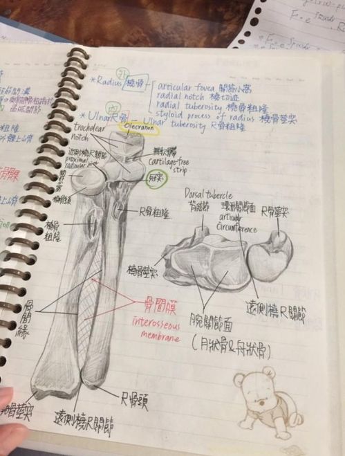 解剖基礎(chǔ)學(xué)重點知識點