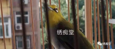新手養(yǎng)鳥基礎知識最簡