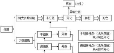 模具結(jié)構(gòu)基礎(chǔ)知識,皮膚結(jié)構(gòu)基礎(chǔ)知識,紙尿褲的結(jié)構(gòu)及基礎(chǔ)知識