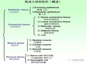 人體解剖學(xué)基礎(chǔ)知識(shí)問答