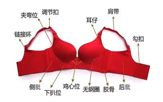 文胸基礎(chǔ)知識(shí)