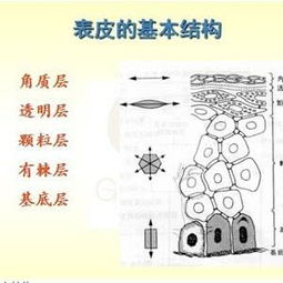 皮膚學(xué)的基礎(chǔ)知識論文