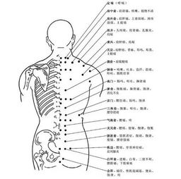 背部的美容基礎(chǔ)知識點(diǎn)