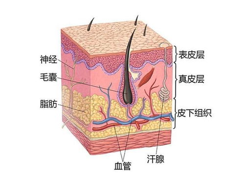 基底層皮膚基礎(chǔ)知識(shí)