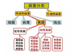 細(xì)菌真菌和病毒基礎(chǔ)知識(shí)