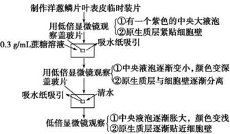 生物教材基礎(chǔ)實(shí)驗(yàn)知識(shí)點(diǎn)