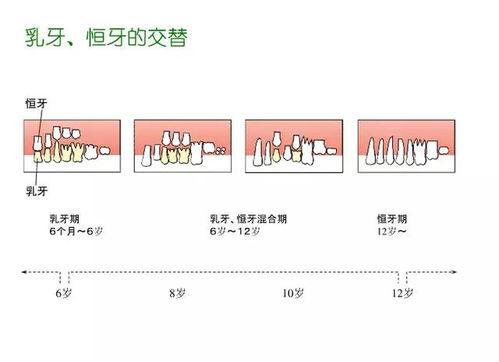 牙科基礎(chǔ)知識(shí)概覽
