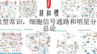 細(xì)胞信號通路名詞解釋,細(xì)胞信號通路圖,細(xì)胞自噬信號通路