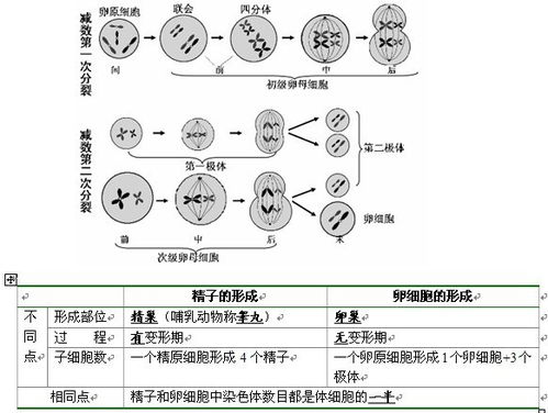 高中減數(shù)分裂基礎(chǔ)知識(shí)