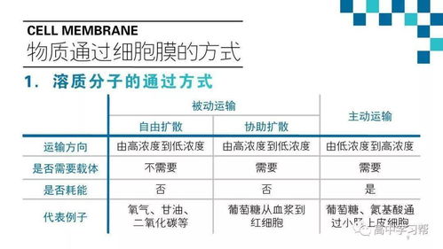 高中生物基礎(chǔ)知識的重要性