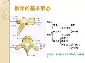 骨相關(guān)的基礎(chǔ)知識