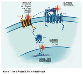 細(xì)胞信號通路基礎(chǔ)知識