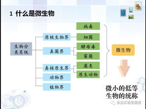 微生物代謝基礎(chǔ)知識