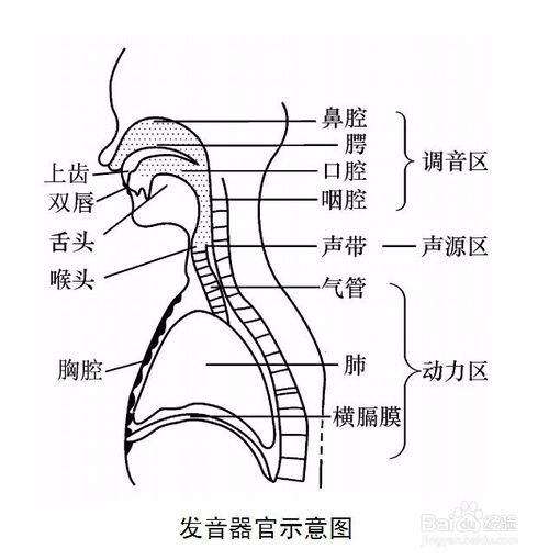 偽聲的基礎(chǔ)知識(shí)