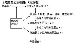 細(xì)胞結(jié)構(gòu)基礎(chǔ)知識(shí)網(wǎng)絡(luò)